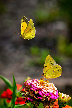 01,SE084,DB,Orange_Sulphur_Interaction.jpg