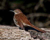 01,SE119,DP,Brown_Thrasher.jpg