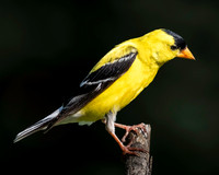 01,SE120,DP,Gold_Finch.jpg