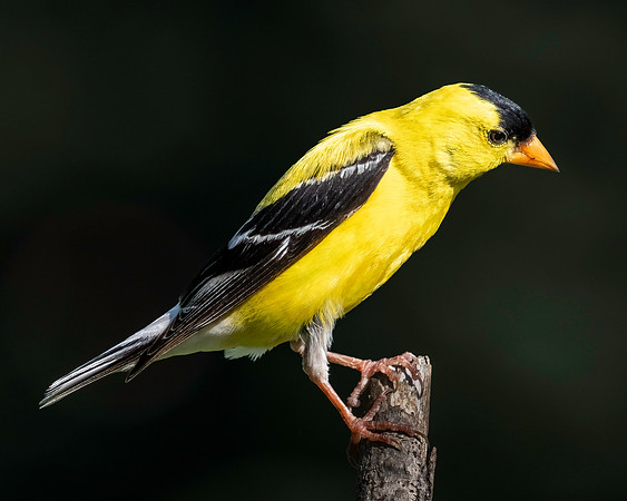 01,SE120,DP,Gold_Finch.jpg
