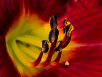 02,SE119,DP,Closeup.jpg