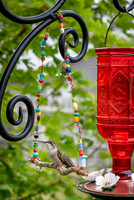 02,SE153,DP,Hummingbird_Swing.jpg