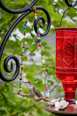 02,SE153,DP,Hummingbird_Swing.jpg