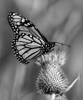 01,SE120,DB,Monarch_On_Thistle.jpg