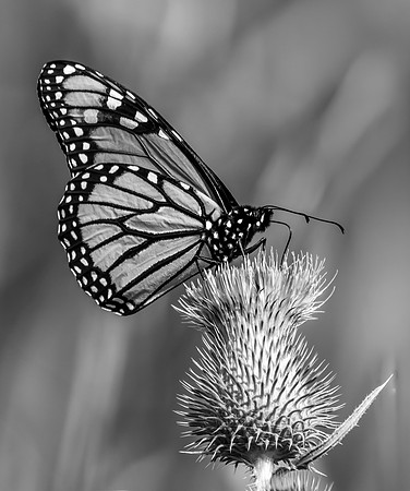 01,SE120,DB,Monarch_On_Thistle.jpg