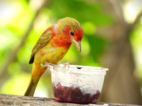 01,SE041,DP,Summer_Tanager.jpg