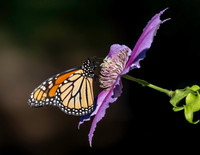 02,SE120,DP,Monarch_Beauty.jpg