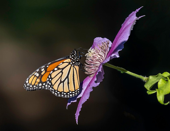 02,SE120,DP,Monarch_Beauty.jpg