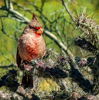 02,SE154,DP,Desert_Cardinal.jpg