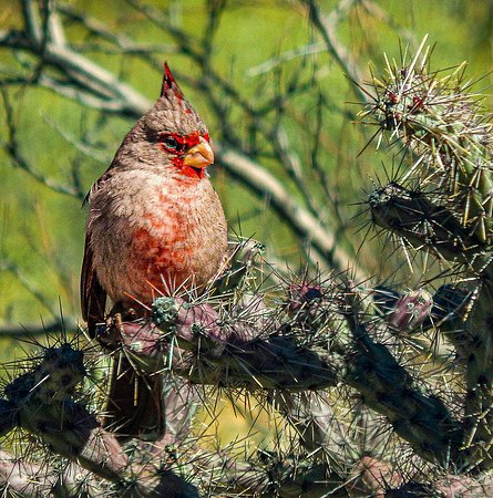 02,SE154,DP,Desert_Cardinal.jpg