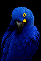 02,SE158,DP,Royal_Blue.jpg