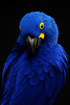 02,SE158,DP,Royal_Blue.jpg