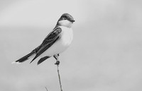 02,SE041,DB,Eastern_ Kingbird.jpg