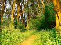 01,SE041,DP,Path_into_the_Woods.jpg