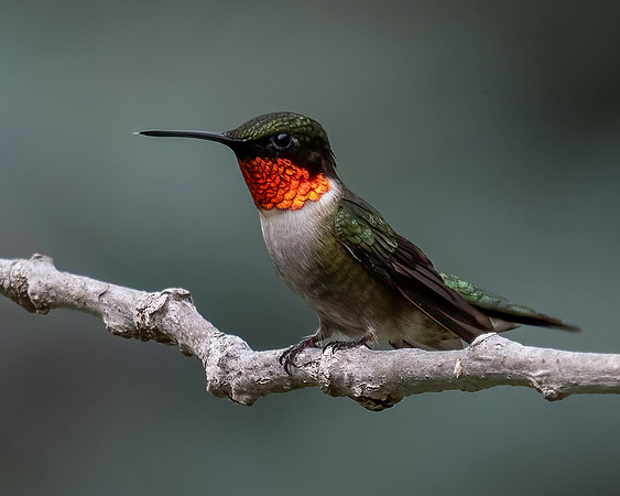 01,SE119,DP,Hummingbird.jpg