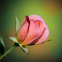 01,SE120,DP,My_Rose.jpg