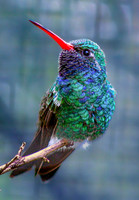 01,SE154,DP,Hummer.jpg