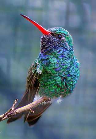 01,SE154,DP,Hummer.jpg