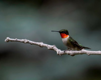 02,SE119,DP,Hummingbird-2.jpg