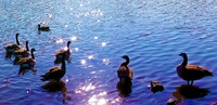 03,SE017,DP,Geese.jpg