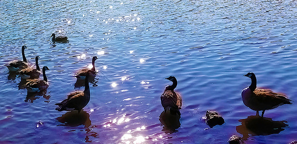 03,SE017,DP,Geese.jpg