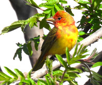 03,SE041,DP,Summer_Tanager.jpg