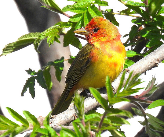 03,SE041,DP,Summer_Tanager.jpg