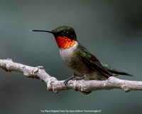 1st Place Digital Color by Gary Gilbert - Hummingbird