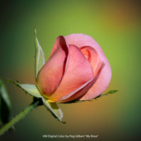 HM Digital Color by Peg Gilbert - My Rose