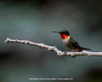 HM Digital Color by Gary Gilbert - Hummingbird #3.jpg