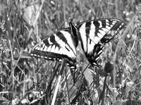 01,SE041,DB,Swallow_Tail.jpg