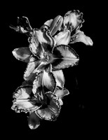 01,SE120,DB,Daylillys.jpg