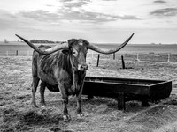 02,SE119,DB,Long_Horn.jpg