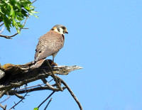 01,SE041,DP,American_Kestral.jpg
