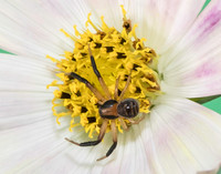 01,SE119,DP,Guarding_The_Flower.jpg