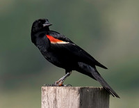 01,SE120,DP,Red-Wing.jpg