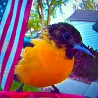 02,SE017,DP,Baltimore_Oriole_Flag.jpg