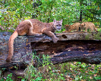 02,SE029,DP,Mother_Cougar__Kittens.jpg
