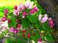 02,SE041,DP,Apple_Blossoms.jpg