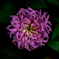 02,SE120,DP,Pink_Zinnia.jpg