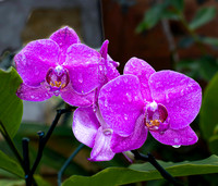 02,SE154,DP,Orchids.jpg