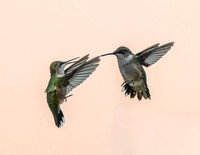 02,SE119,DP,Fighting_Love_Birds.jpg