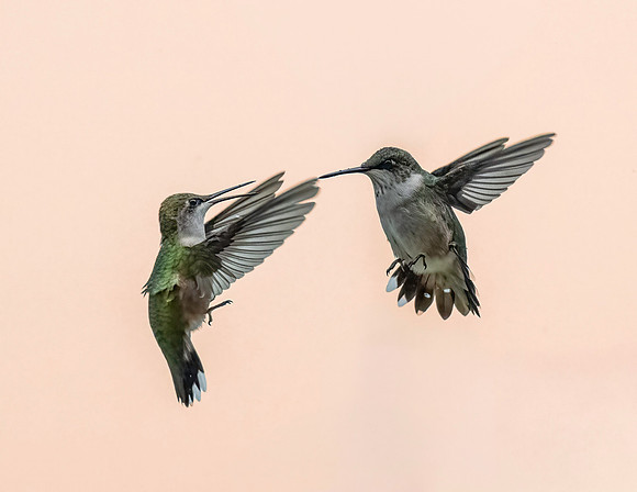 02,SE119,DP,Fighting_Love_Birds.jpg