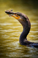 SCCC 2nd Place Color Pictorial Print by Ed Hohenstein - Cormorant Catches an Invasive Species