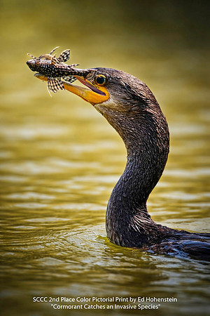 SCCC 2nd Place Color Pictorial Print by Ed Hohenstein - Cormorant Catches an Invasive Species