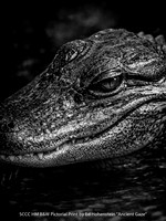 SCCC HM B&W Pictorial Print by Ed Hohenstein - Ancient Gaze