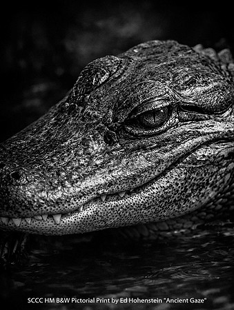 SCCC HM B&W Pictorial Print by Ed Hohenstein - Ancient Gaze