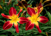 01,SE017,DA,Fire_Lillies.jpg