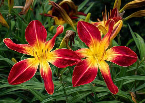 01,SE017,DA,Fire_Lillies.jpg