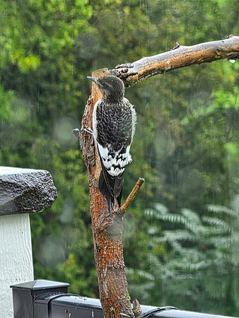 01,SE167,DP,Raindrops_Keep_Falling_on_My_Head.jpg